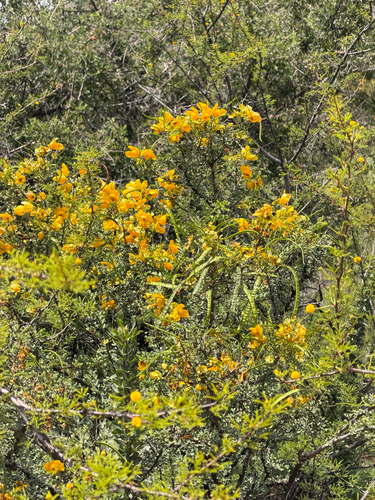 Senna wislizeni, photograph 6