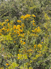 Senna wislizeni, photograph (c) CK2AZ, some rights reserved (CC BY)