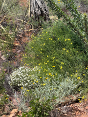Menodora scabra, photograph (c) CK2AZ, some rights reserved (CC BY)