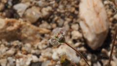 Eriogonum thurberi