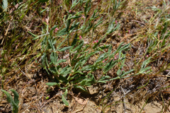 Eriogonum gracillimum