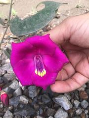 Meriania selvaflorensis