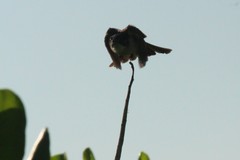 Pycnonotus sinensis hainanus