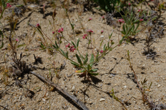 Eriogonum gracillimum