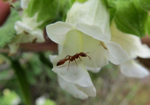 Apache Twig Ant photo 4