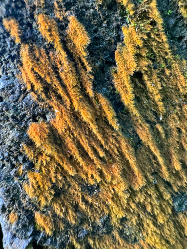 Trentepohlia aurea, 2026-08-06