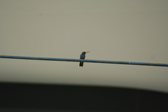 Cynanthus latirostris