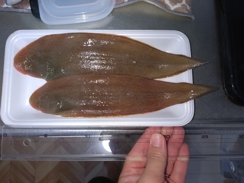Shortnose tongue sole (Cynoglossus abbreviatus) — Cynoglossidae — 3