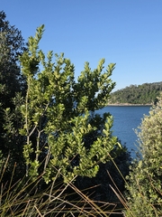 Melicytus novae-zelandiae
