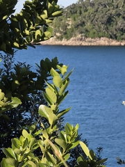 Melicytus novae-zelandiae, photograph author not stated, no rights reserved