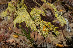 Acarospora schleicheri