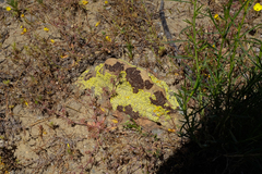 Acarospora schleicheri