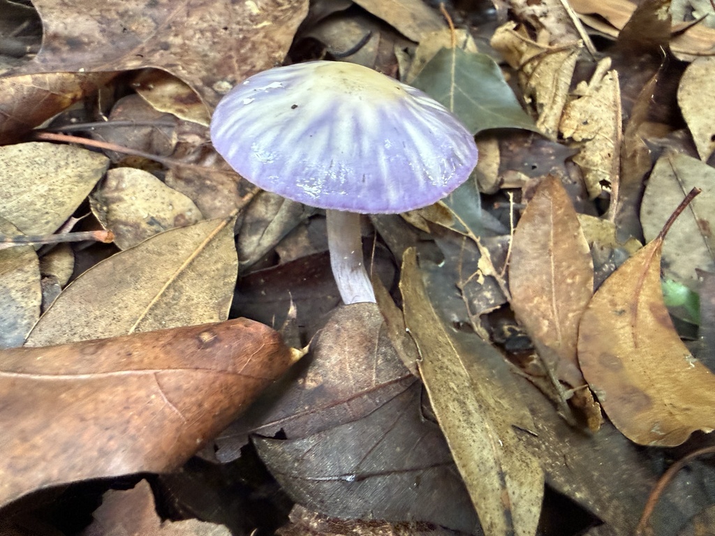Viscid Violet Cort · August 2026 · photo: Photo: (c) wiregrasser, some rights reserved (CC BY) · iNaturalist