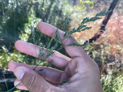 Poa pratensis observed 2026-08-06