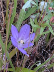 Brodiaea