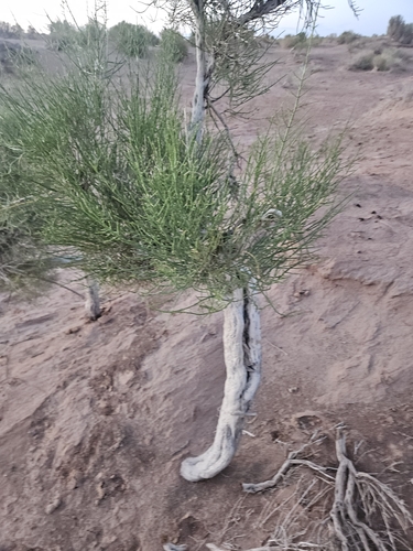 Haloxylon ammodendron
