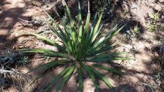 Agave filifera