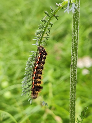 Knot Grass Moth