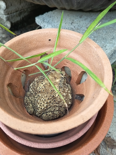 Asian Common Toad