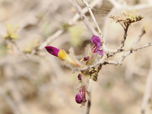 Dalea formosa, photograph 4