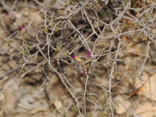 Dalea formosa