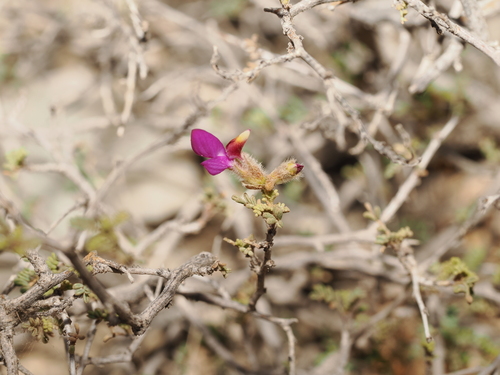 Dalea formosa, photograph 3