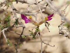 Dalea formosa, photograph (c) Joseph Aubert, some rights reserved (CC BY)