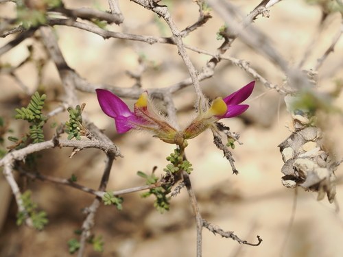 Dalea formosa, photograph 1