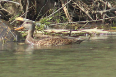 Anas platyrhynchos