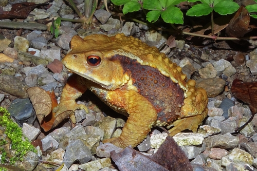 Asiatic Toad