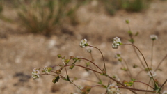 Eriogonum thurberi