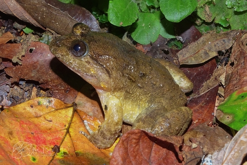Fujian Large-headed Frog