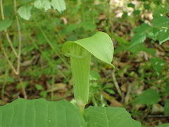 Arisaema quinatum