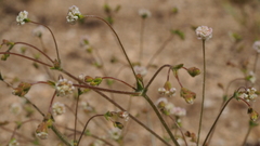 Eriogonum thurberi