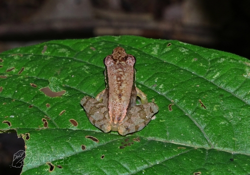 Chebaling Bamboo-leaf Frog