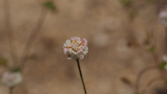 Eriogonum thurberi