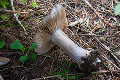 Cortinarius subolivascens