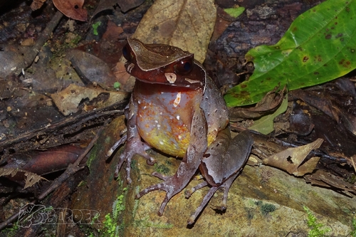 Mangshan Horned Toad