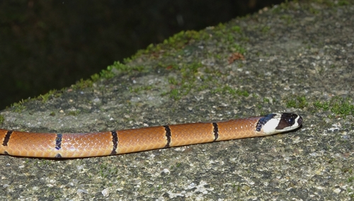 Kellogg's Coral Snake