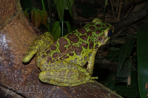 Wuyi Sharp-nosed Frog