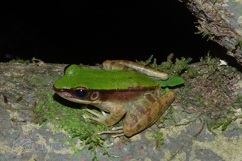 Longtoushan Large Odorous Frog