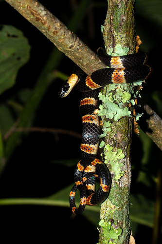 Photo of a Tricolor Snailsucker (Tropidodipsas tricolor)