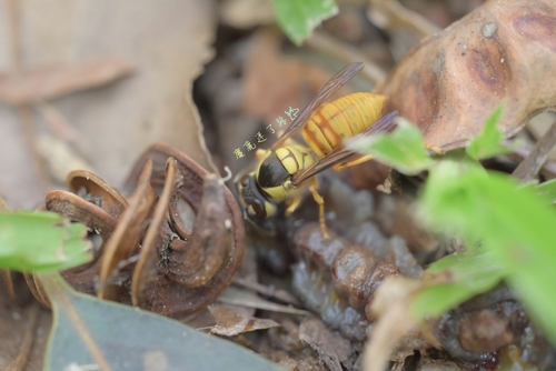 Black Shield Hornet