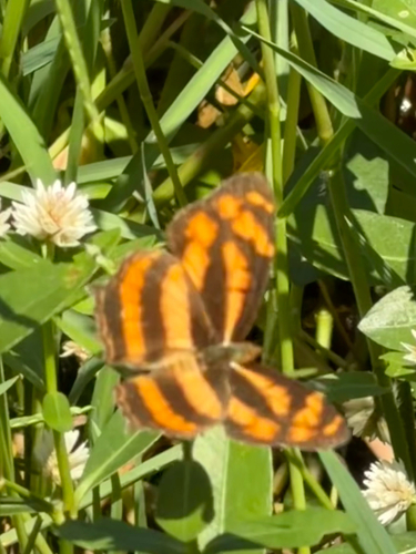 Common Jester