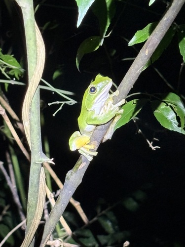 Amami Green Tree Frog, Zhangixalus amamiensis