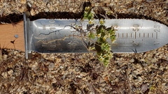 Leptosiphon lemmonii