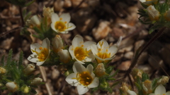 Leptosiphon lemmonii