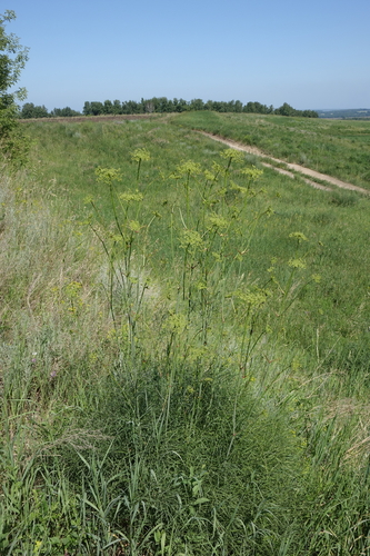 Peucedanum morisonii, photograph 5