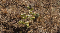 Leptosiphon lemmonii