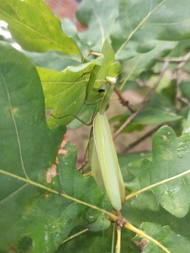 European Mantis